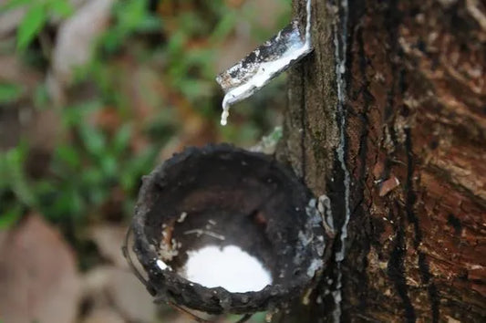 How Natural Latex Foam is Made